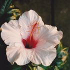 Hibiskus in meinem Elternhaus.