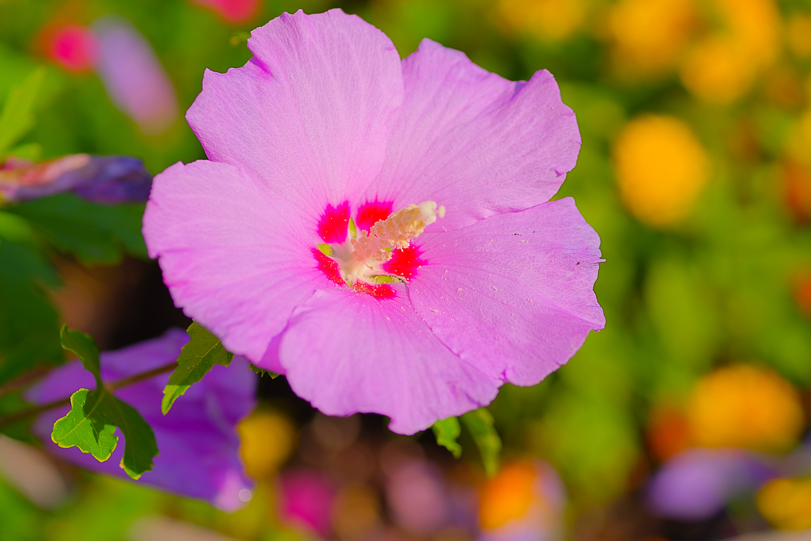 Hibiskus in meinem Vorgarten