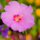 Hibiskus in meinem Vorgarten