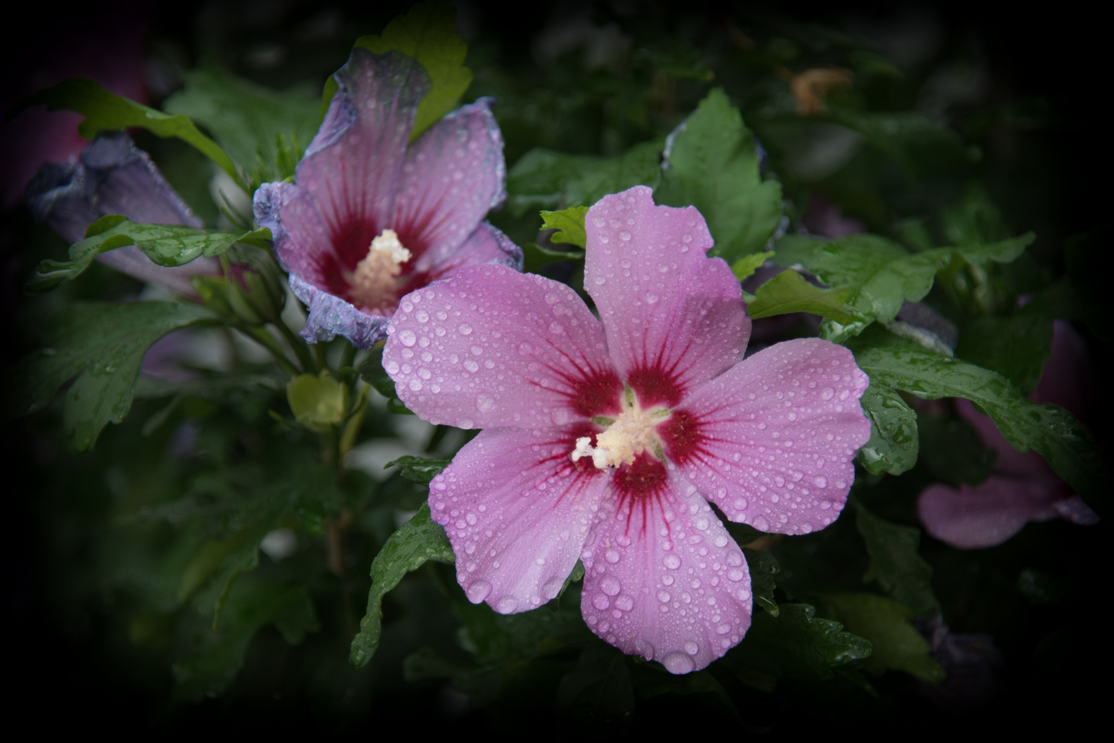 Hibiskus in Nachbars Garten