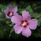 Hibiskus in Nachbars Garten