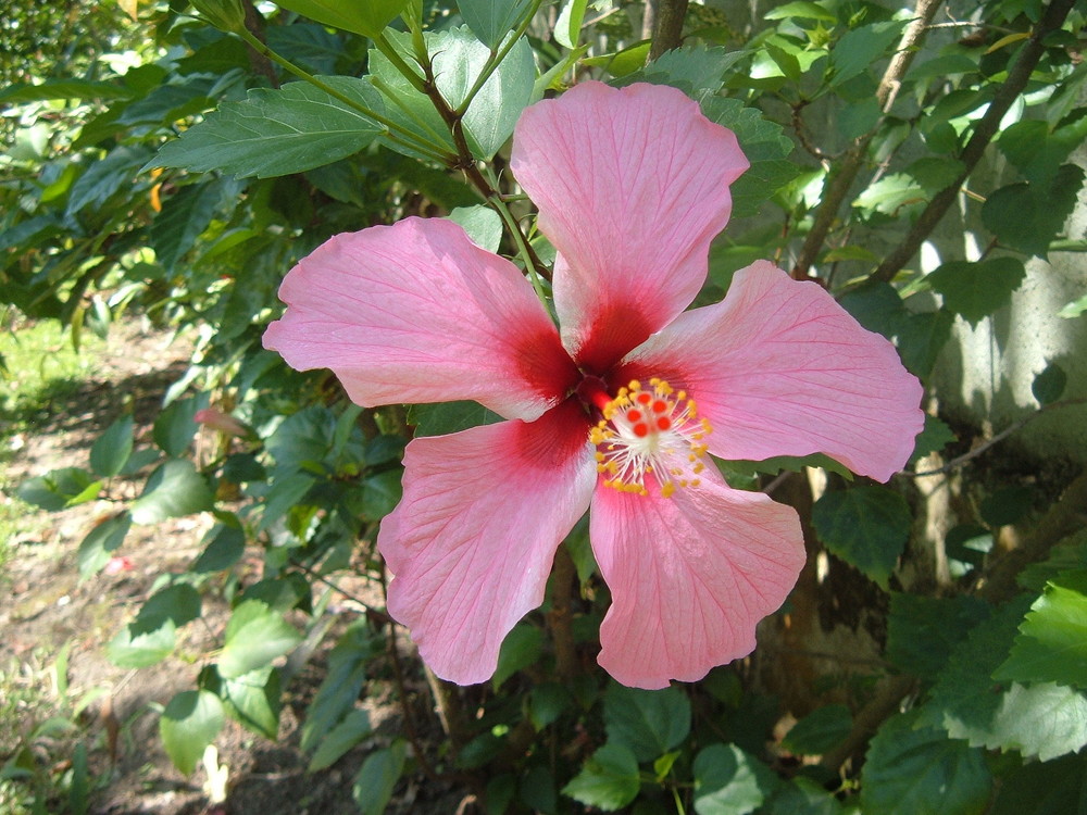 Hibiskus in Omoa, Honduras