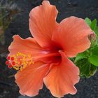 Hibiskus in orange