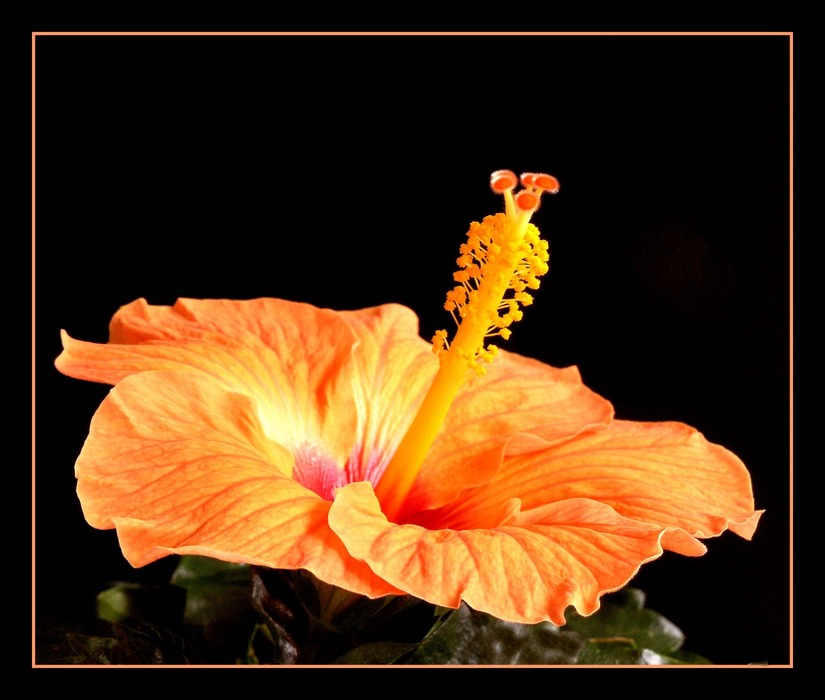 Hibiskus in orange