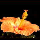 Hibiskus in orange