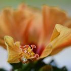 Hibiskus in orange