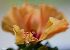 Hibiskus in orange