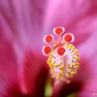 Hibiskus in pink