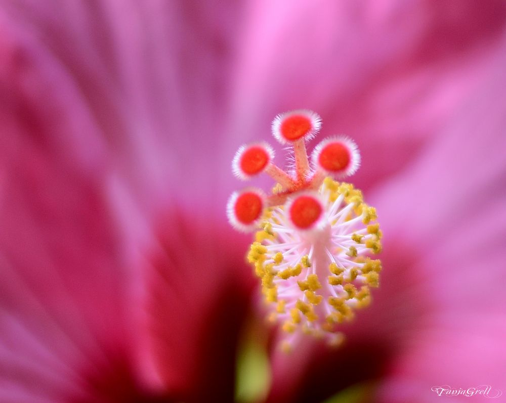 Hibiskus in pink