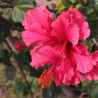 Hibiskus in red