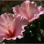 Hibiskus in Rosa