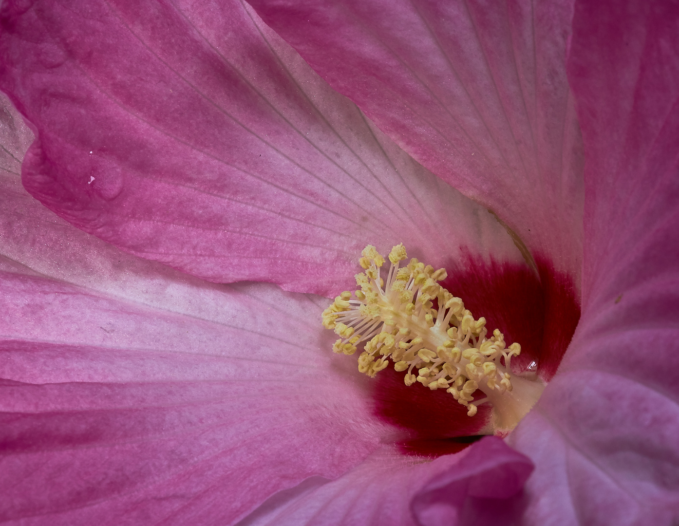 Hibiskus in Rosa