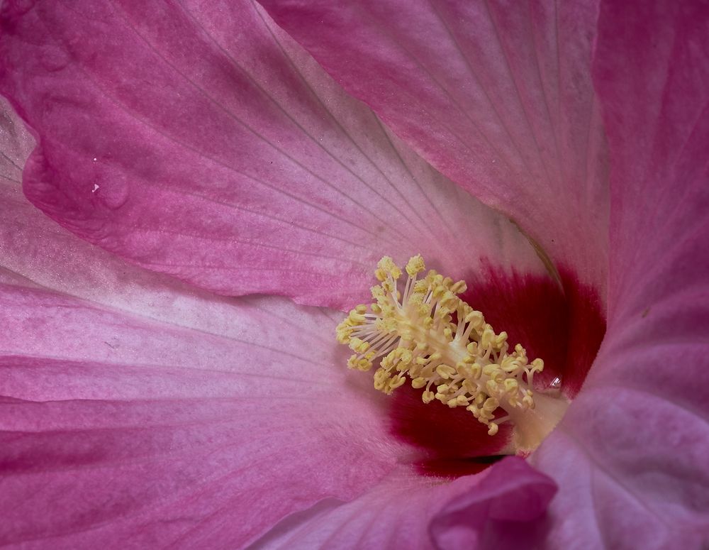 Hibiskus in Rosa