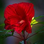 Hibiskus in Rot