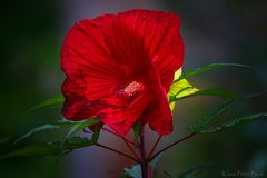 Hibiskus in Rot