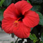 Hibiskus in Rot