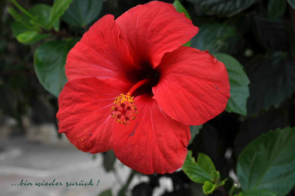 Hibiskus in Rot