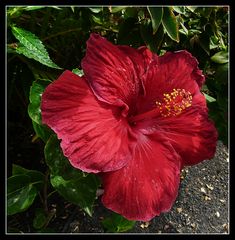 Hibiskus in rot