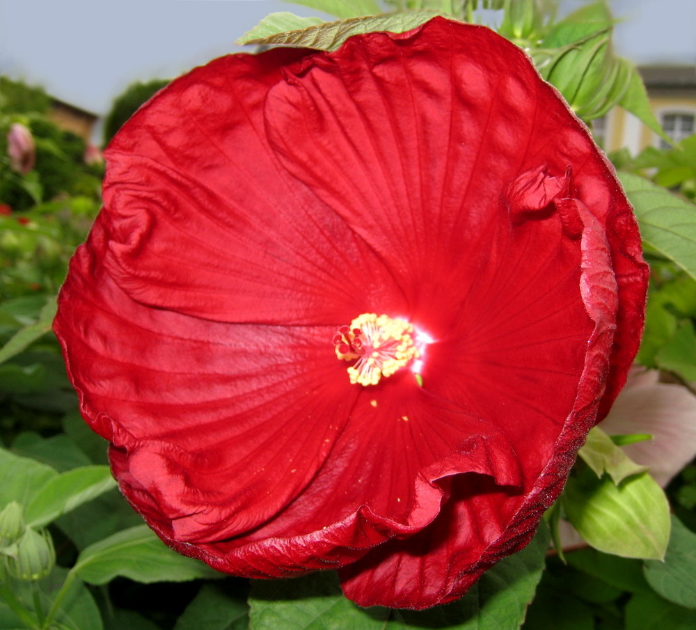 Hibiskus in rot.