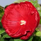 Hibiskus in rot.