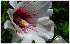 Hibiskus in Rot-Weiss-Gold