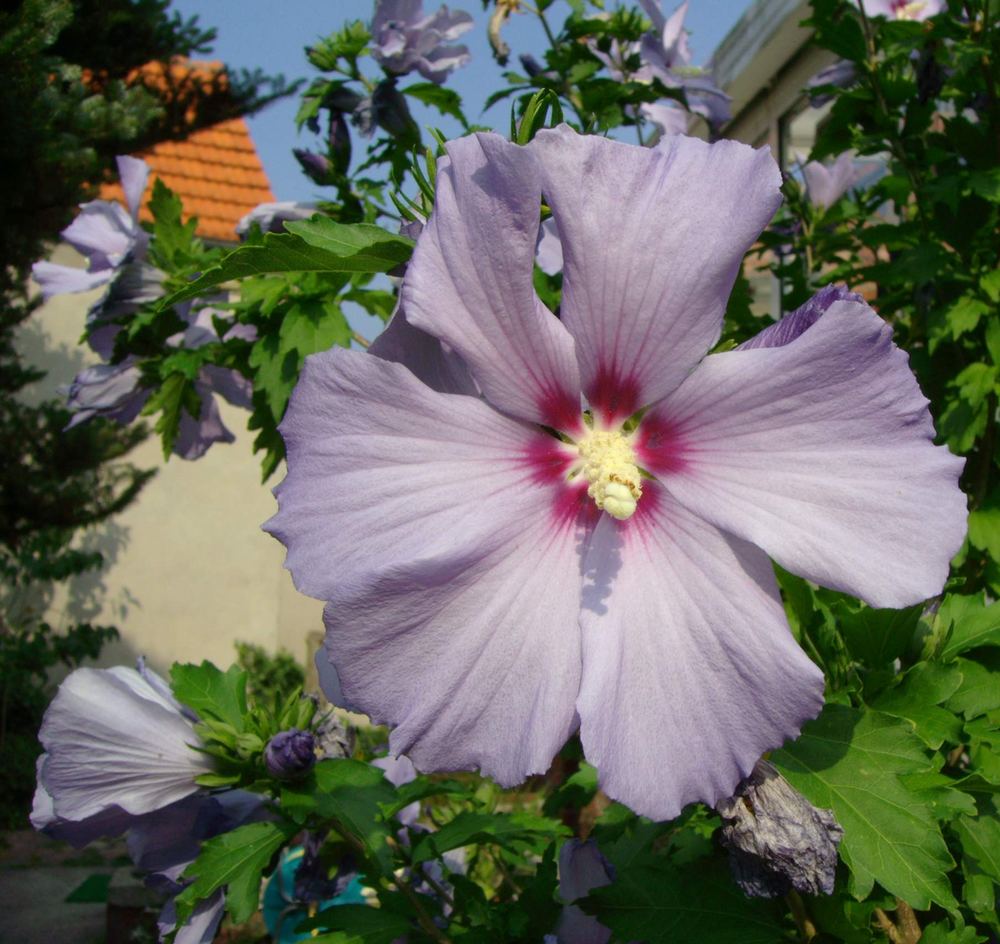 Hibiskus in unserem Garten...