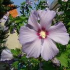 Hibiskus in unserem Garten...