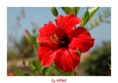 Hibiskus in unserem Hotel in Kreta