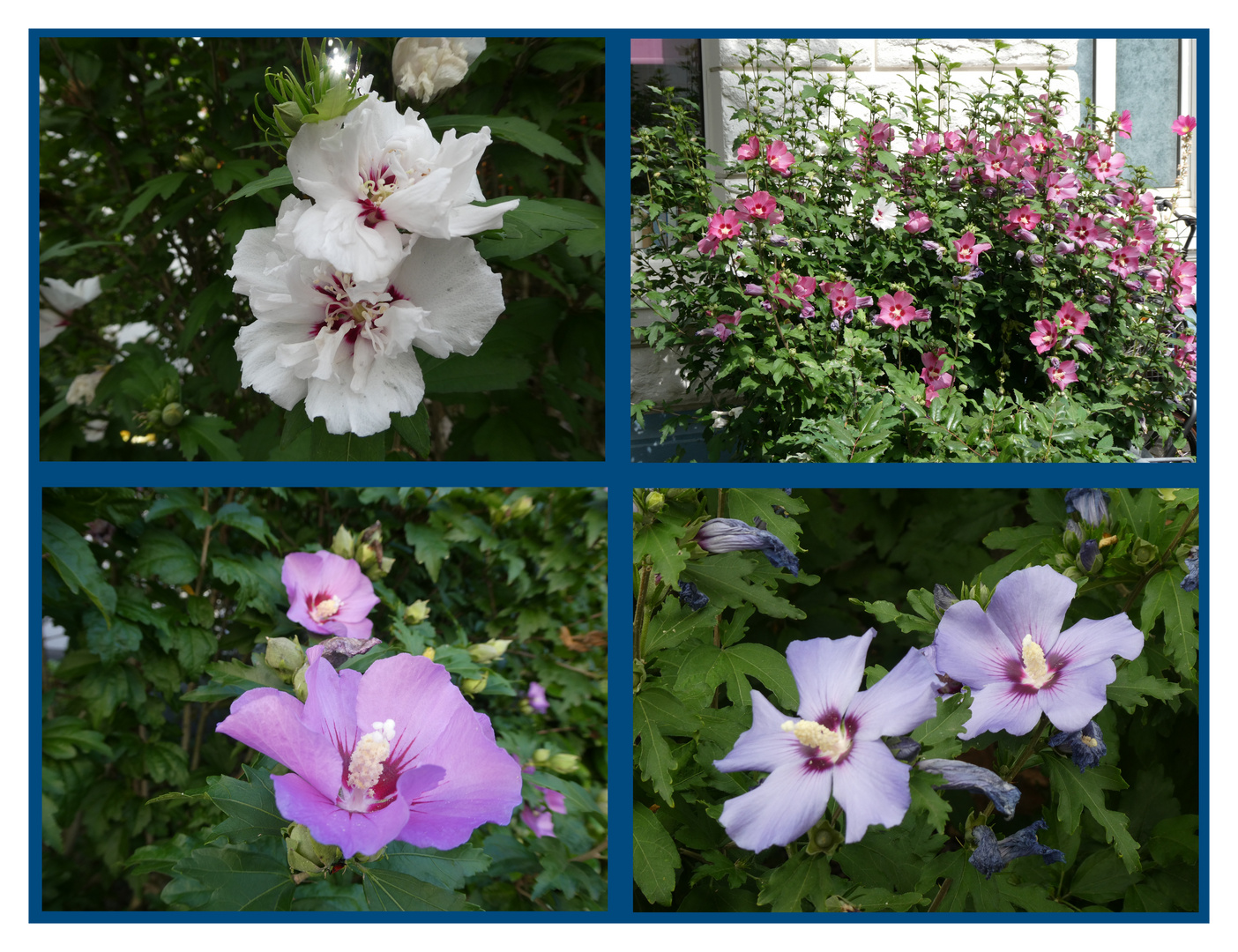 Hibiskus in Variationen