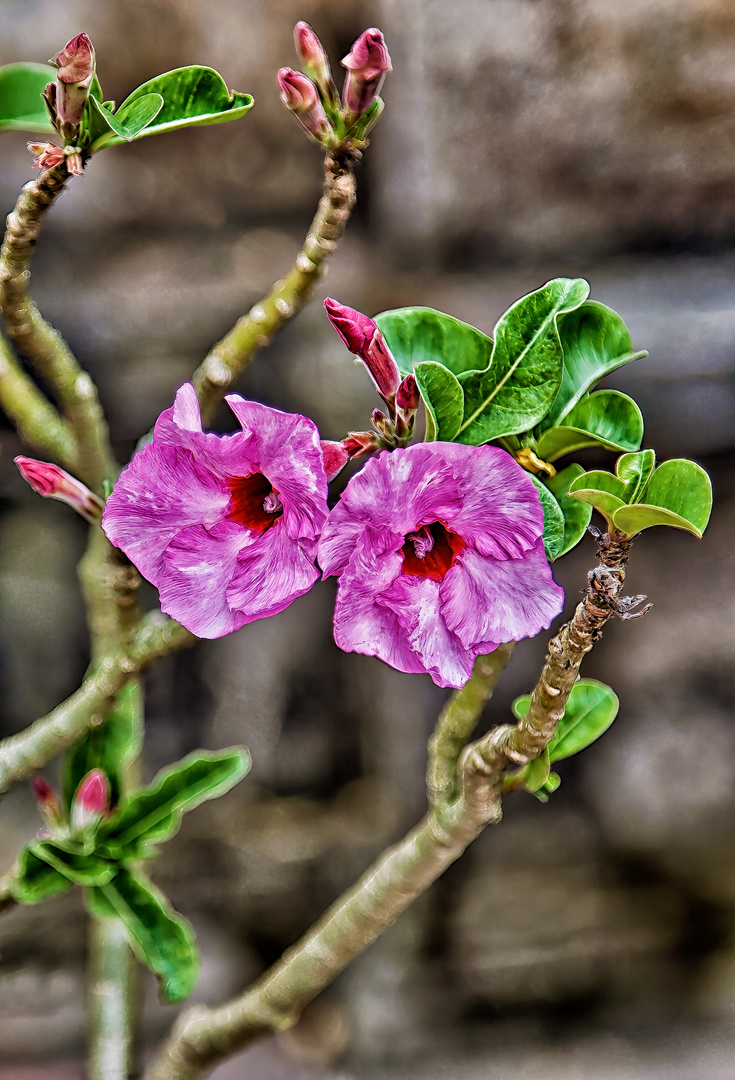 Hibiskus in Vietnam