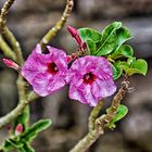 Hibiskus in Vietnam