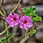 Hibiskus in Vietnam