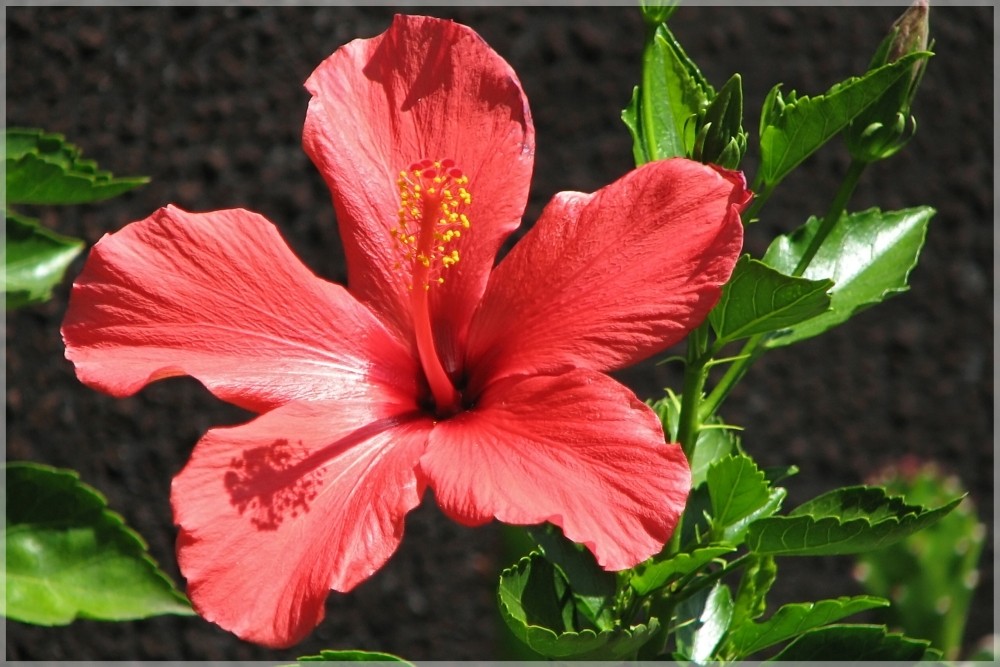 "Hibiskus in voller Blüte"