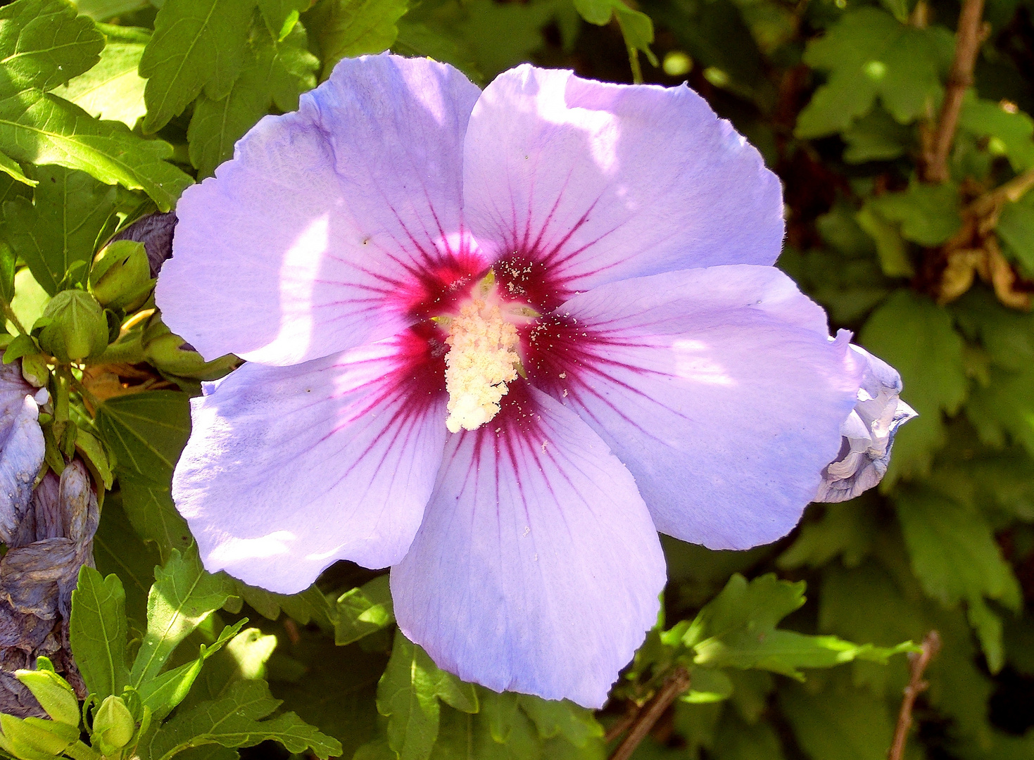 Hibiskus in Wien Ottakring (Wien 16)