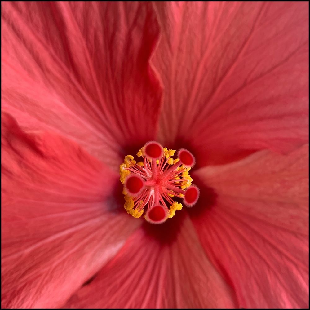 Hibiskus Innen Foto & Bild pflanzen, pilze & flechten, zimmerpflanzen