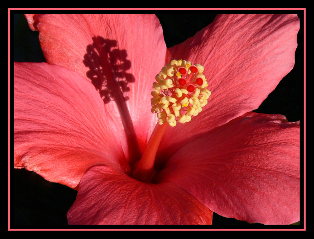 Hibiskus` Innenleben