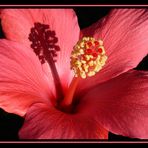 Hibiskus` Innenleben