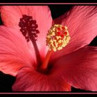 Hibiskus` Innenleben