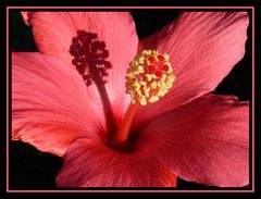 Hibiskus` Innenleben