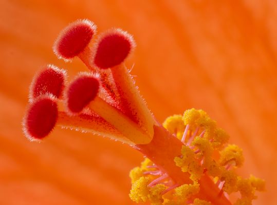 Hibiskus - Interieur