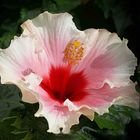 Hibiskus   IX