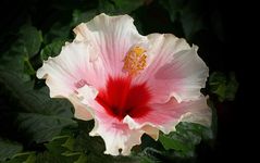 Hibiskus   IX