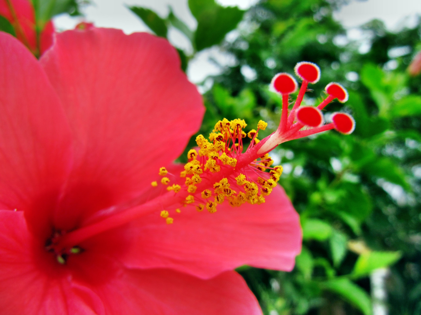 Hibiskus, jeden Tag eine neue Blüte