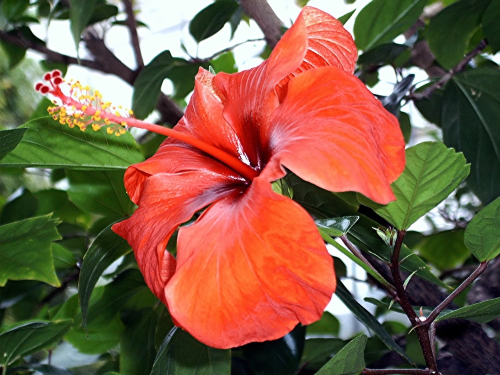 Hibiskus, Köln-Flora