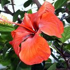 Hibiskus, Köln-Flora