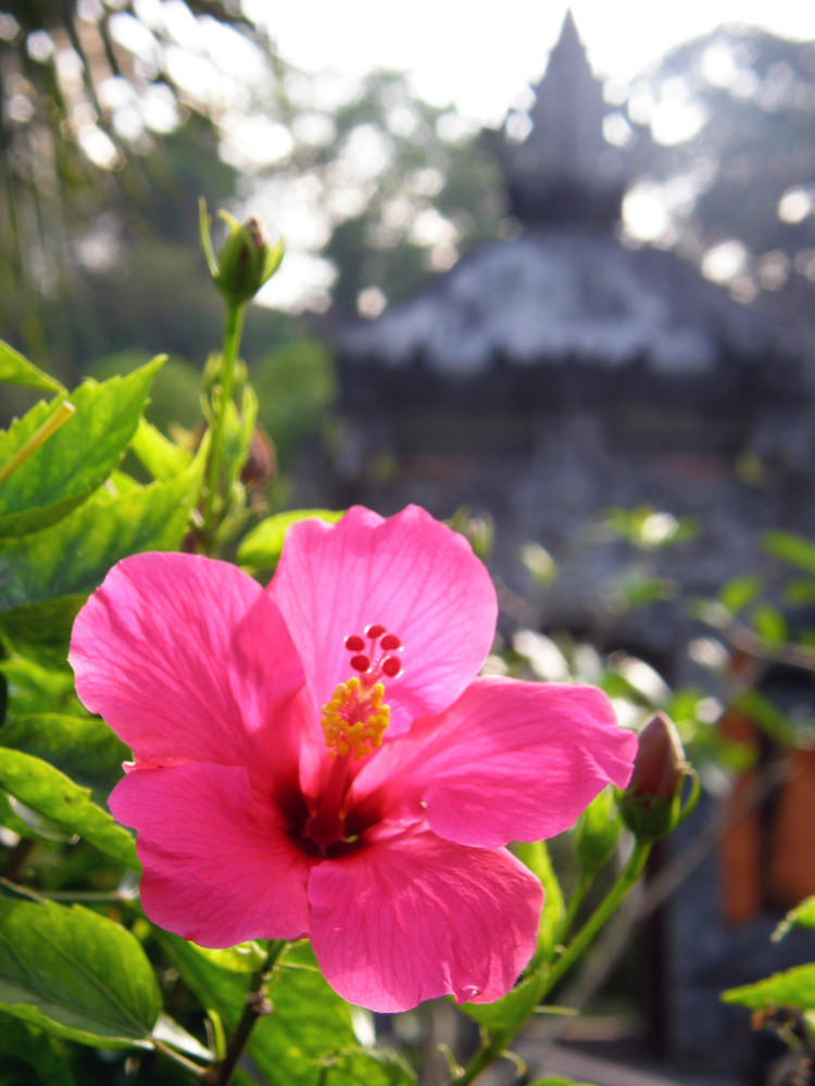 Hibiskus (Korrigiert bei Herr Günter Walther)