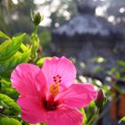 Hibiskus (Korrigiert bei Herr Günter Walther)