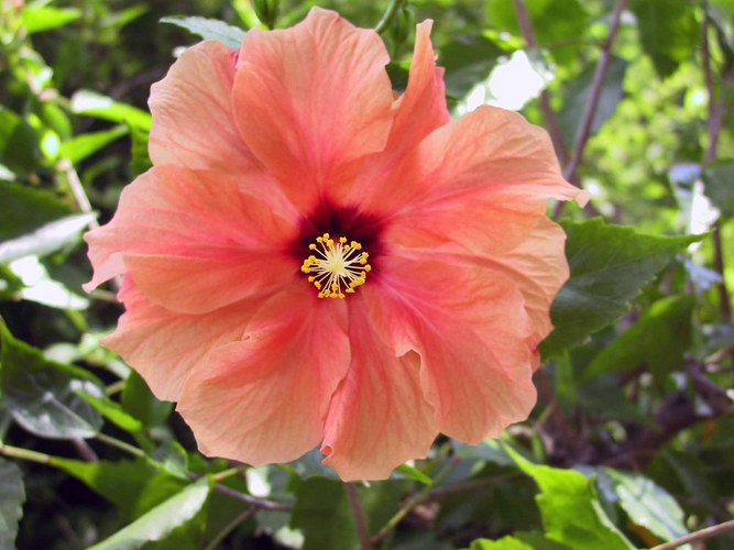 Hibiskus, lachsfarben