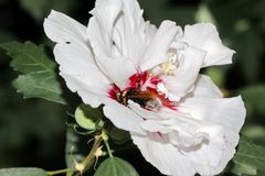 Hibiskus-Lover