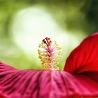 Hibiskus Luna